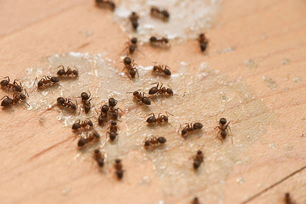 Best Pest Prevention Services  in Middleburg, PA